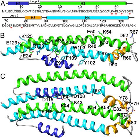Recombination Mediator Protein Function