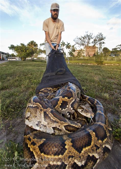 Record Breaking Python Caught In Florida Everglades