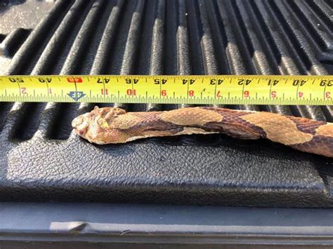 Record Length Copperhead Snake
