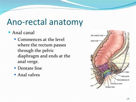 rectal definition medical