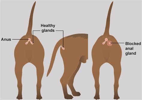 rectal gland in dogs