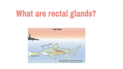 rectal gland in fish