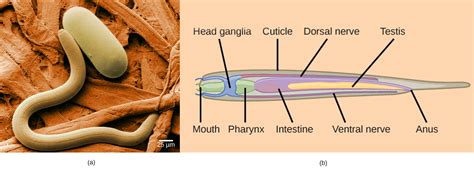 rectal gland in nematode