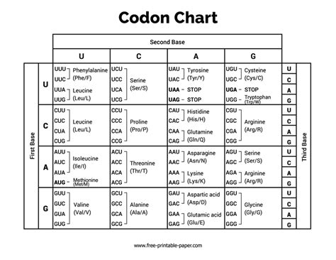 Rectangle Codon Chart