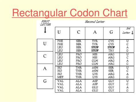 Rectangular Codon Chart