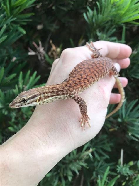 red ackie monitor for sale