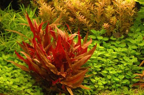 Red Aquarium Plants: A Vibrant Addition To Your Underwater World
