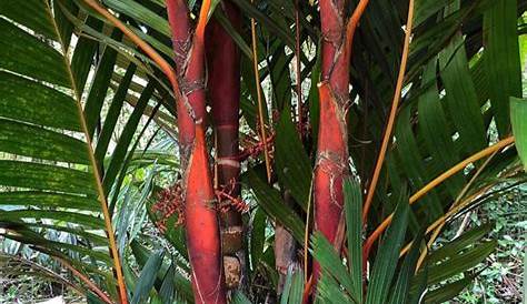 Red Areca Palm Tree Lg. Indonesia Leaf (areca Vestiaria) Urban
