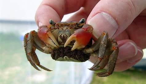 Red Claw Crab Shedding