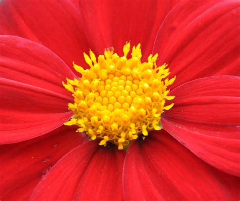 Red Flower With Yellow Center: A Stunning Combination