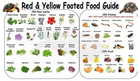 Red Foot Tortoise Food Chart
