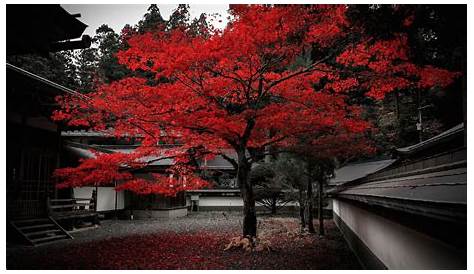 Red Japanese Wallpapers - Top Free Red Japanese Backgrounds