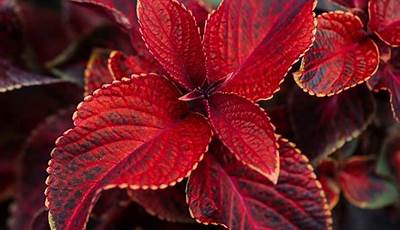 Red Leaf Perennial Plants