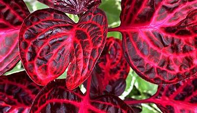 Red Leaved Outdoor Plants
