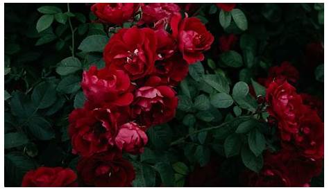 Red Roses Aesthetic - 1920x1080 - Download HD Wallpaper - WallpaperTip