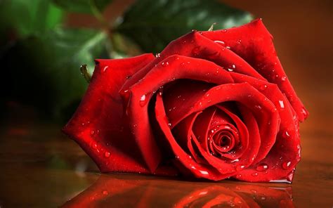 Beautiful Red Rose 4K Wallpapers HD Wallpapers ID 18647