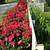 red rose landscaping