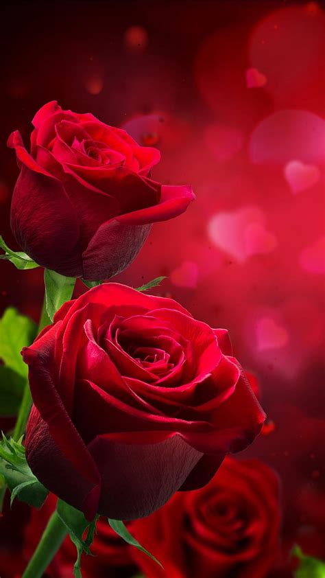 Red rose wallpaper for android phone
