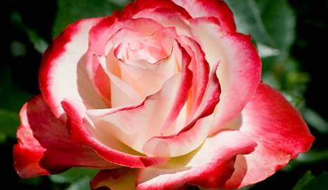 The Red and White Osiria Rose Has Taken the Internet by Storm