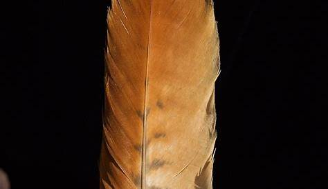 Red Tail Hawk Feathers - Fullmoonfiberart.com