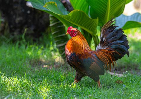 red and black rooster