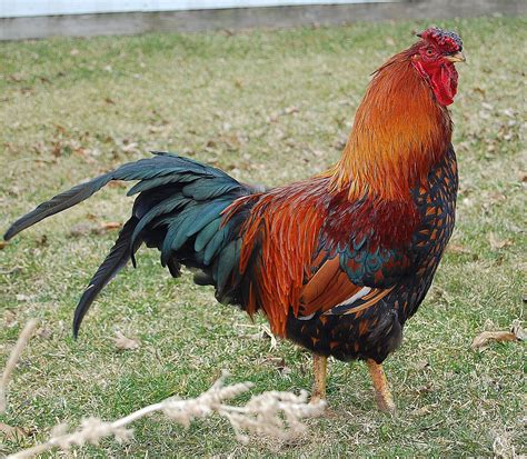 red and blue rooster