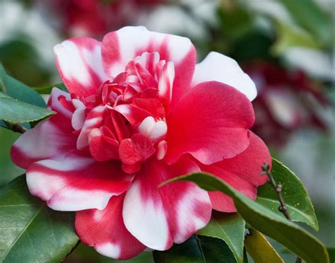 red and white camellia flower
