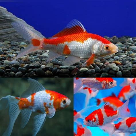 red and white comet goldfish