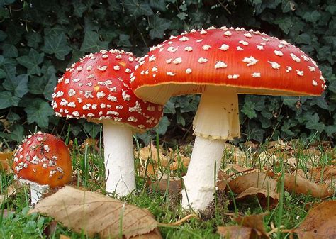 red and white mushroom poisonous