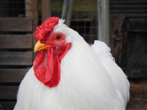 red and white rooster