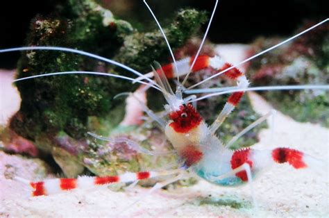 red and white striped shrimp