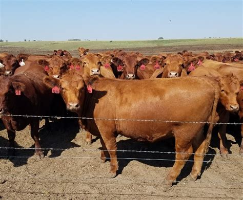 red angus bred heifers