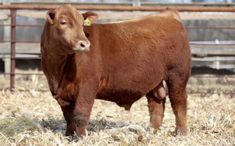 red angus breeders in iowa