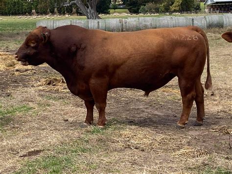 red angus cattle near me