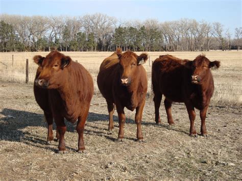 red angus cows for sale in minn