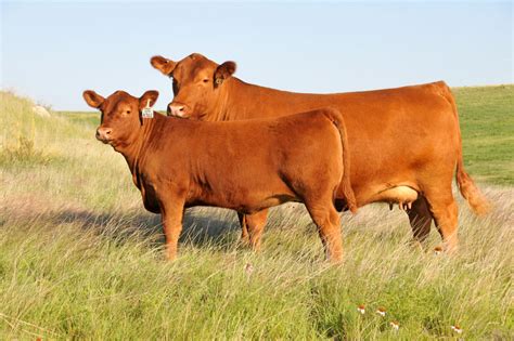 red angus female sale