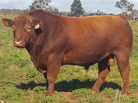 red angus from australia