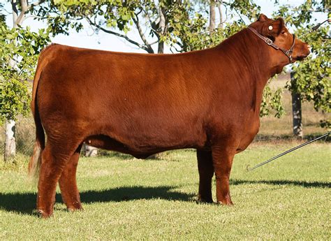 red angus show cattle