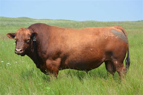 red angus sire for sale