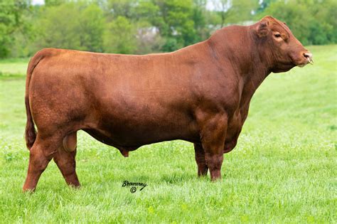 red angus sire lookup