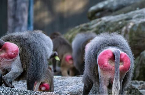 red baboon butt