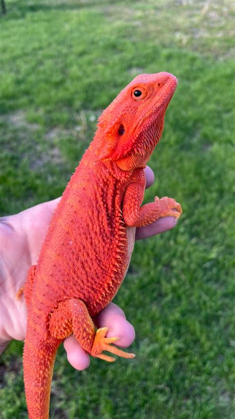 red bearded dragon for sale near me