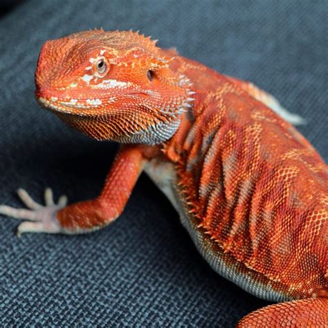 red bearded dragon lizard