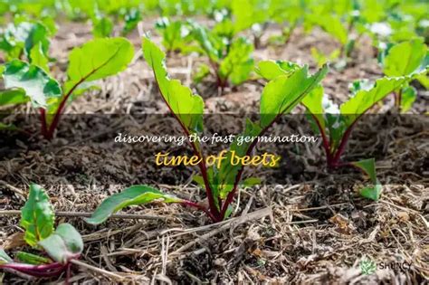 Red Beets Germination Time
