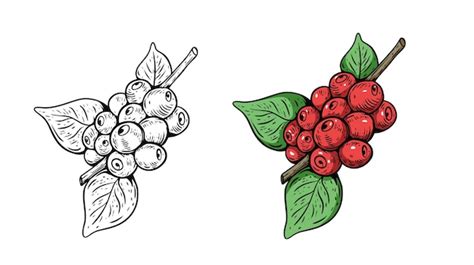 Red Berries Drawing