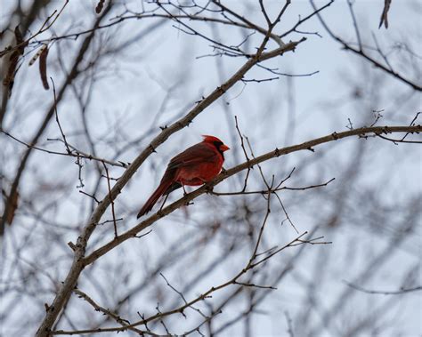 Red Bird