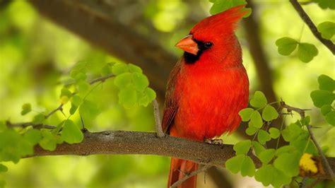 Red Bird Hd Wallpaper