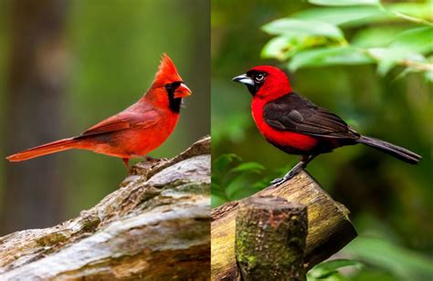 Discover 9 Insights red bird vs cardinal Uncovering Their Secrets