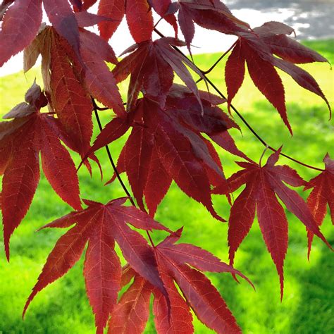 red blood japanese maple tree