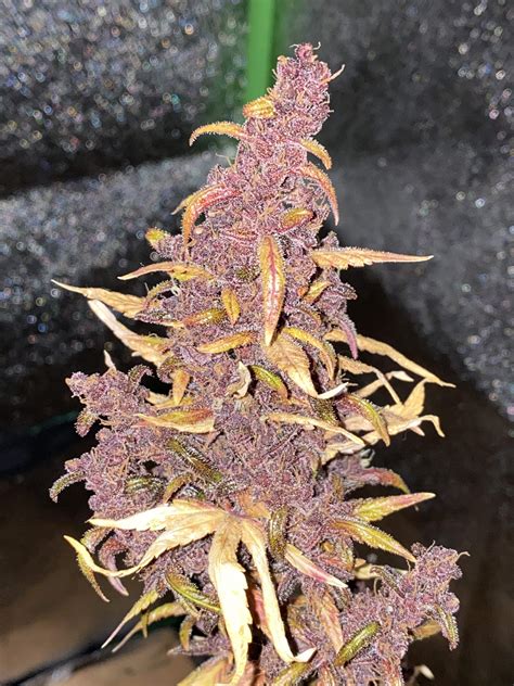 red bud cannabis strains